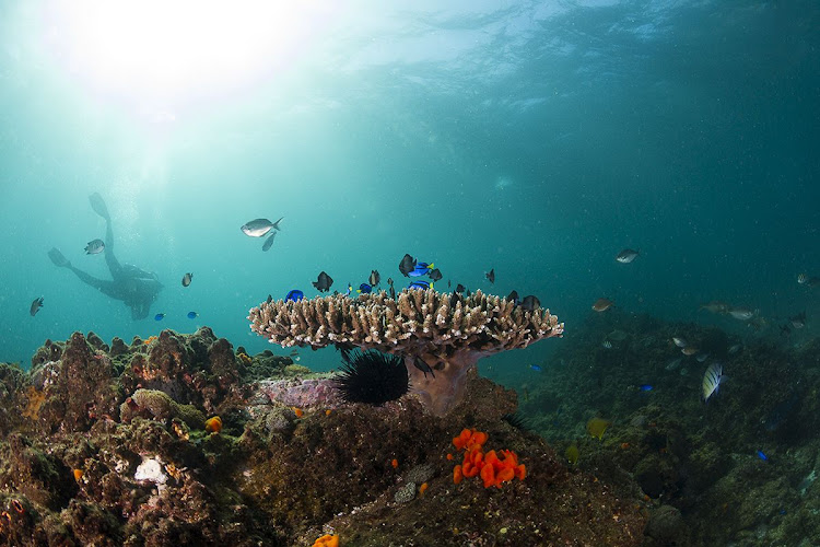 Byron Bay Dive Centre ISDO Adventure